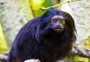 Fekete tamarin (majom)